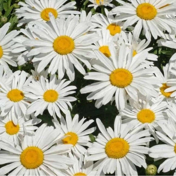 Meet your Posher, Vickey - Picture 2 of 2